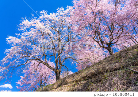 《長野県》番所の桜・桜満開 103860411