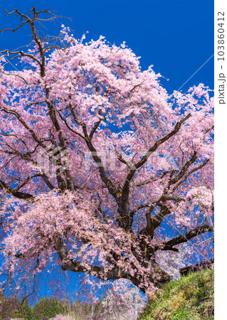 《長野県》番所の桜・桜満開 103860412