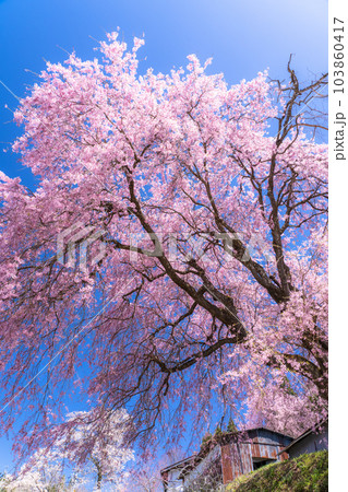 《長野県》番所の桜・桜満開 103860417