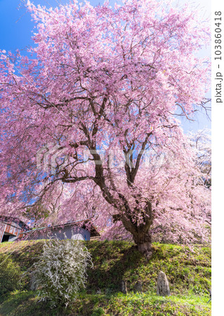《長野県》番所の桜・桜満開 《長野県》番所の桜・桜満開 103860418