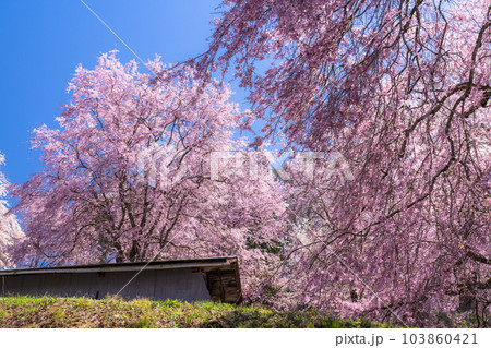 《長野県》番所の桜・桜満開 103860421
