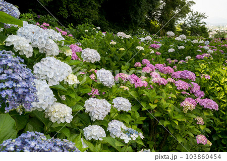 梅雨の花紫陽花が千光寺に咲く風景 103860454