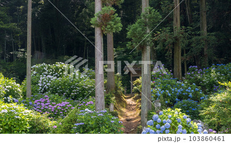 梅雨の花紫陽花が千光寺に咲く風景 梅雨の花紫陽花が千光寺に咲く風景 103860461