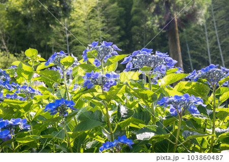 梅雨の花紫陽花が千光寺に咲く風景 梅雨の花紫陽花が千光寺に咲く風景 103860487