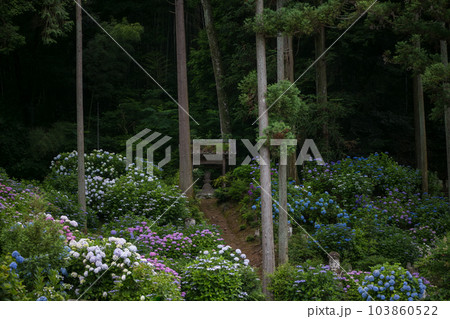 梅雨の花紫陽花が千光寺に咲く風景 103860522