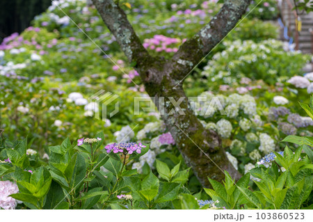 梅雨の花紫陽花が千光寺に咲く風景 梅雨の花紫陽花が千光寺に咲く風景 103860523