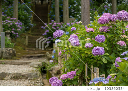 梅雨の花紫陽花が千光寺に咲く風景 梅雨の花紫陽花が千光寺に咲く風景 103860524