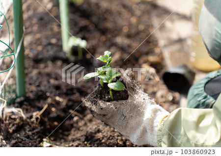 きゅうりの苗を植えるシニア女性 103860923