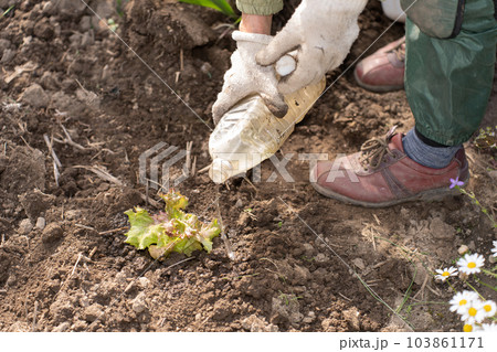 サニーレタスの苗に水をやるシニア女性 サニーレタスの苗に水をやるシニア女性 103861171