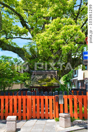 京都 上賀茂神社（賀茂別雷神社）の末社　藤木社(藤木神社） 103861299