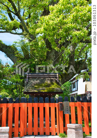 京都 上賀茂神社（賀茂別雷神社）の末社　藤木社(藤木神社） 103861313