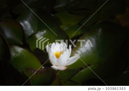 睡蓮の花 103861383