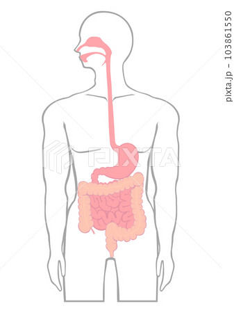 人の食道から胃と腸の位置を示すイラスト 103861550
