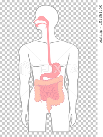 人の食道から胃と腸の位置を示すイラスト 103861550