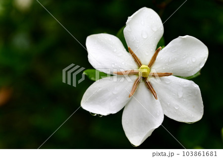 雨雫に濡れるクチナシの花 103861681