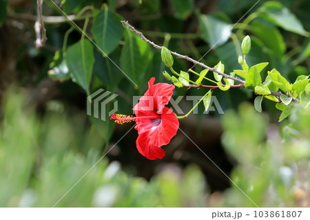 Hibiscus is a large genus of plants in the Malvaceae family. 103861807