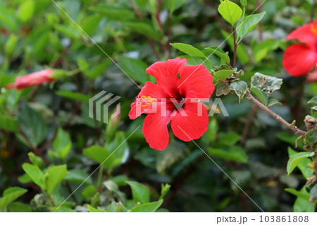 Hibiscus is a large genus of plants in the Malvaceae family. 103861808