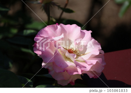 ピンクの花びらのマチルダという薔薇の花をアップで撮影した風景 103861833