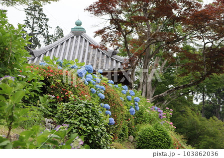 あじさい　紫陽花　アジサイ　あじさい園　善峯寺　京都市西京区　東向日駅　阪急京都線　梅雨　花言葉 103862036