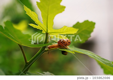 snail 103862086