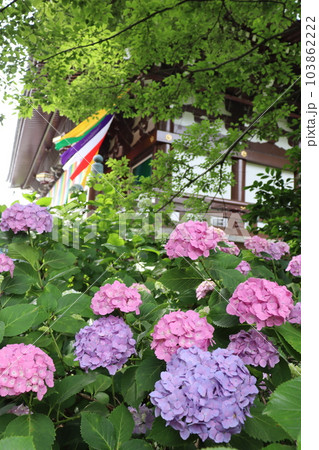 智積院　京都市東山区　京阪沿線　七条駅　世界遺産　あじさい　あじさい園　紫陽花　あじさい祭 103862222