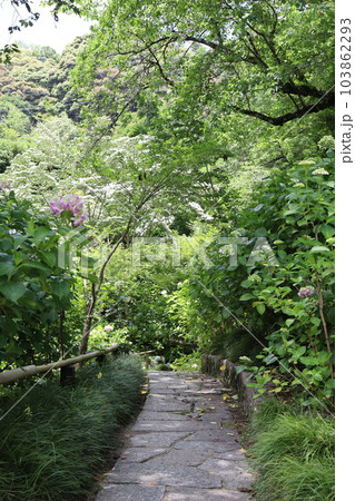 矢田寺 奈良県大和郡山市 近鉄奈良線 近鉄橿原線 梅雨 あじさい 紫陽花 あじさい寺 御朱印 矢田寺 奈良県大和郡山市 近鉄奈良線 近鉄橿原線 梅雨 あじさい 紫陽花 あじさい寺 御朱印 103862293