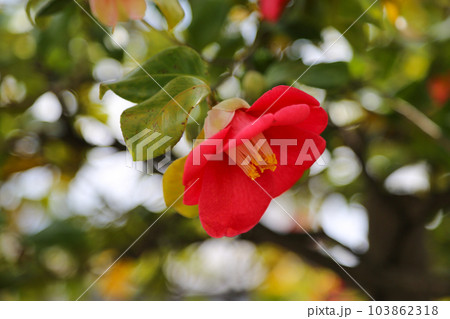 赤い椿の花 103862318