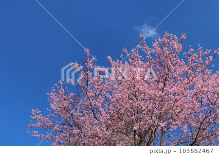 Phaya suae flower  103862467