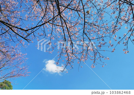 Phaya suae flower  103862468