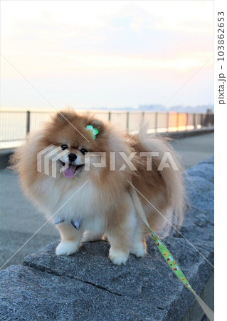夕暮れの海辺を背景に笑顔のもふもふポメラニアン 103862653
