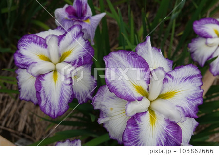 菖蒲の花 103862666
