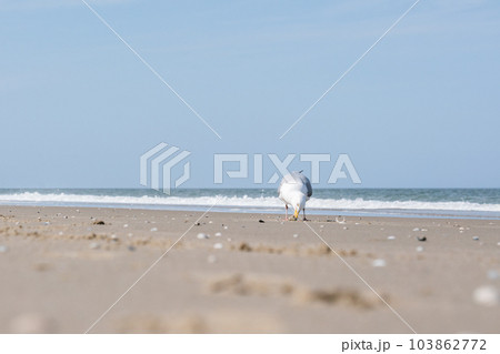 seagull on the beach seagull on the beach 103862772