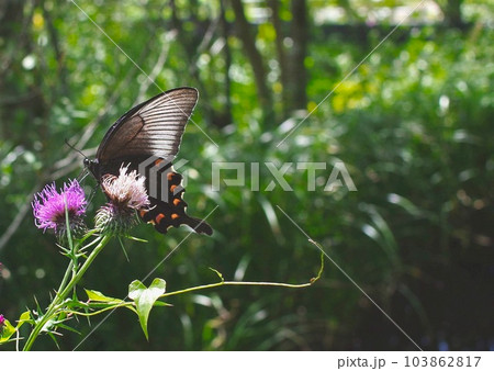 タイアザミの蜜を吸うクロアゲハ 103862817