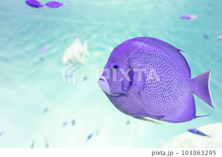 葛西臨海水族園 葛西臨海水族園 103863295