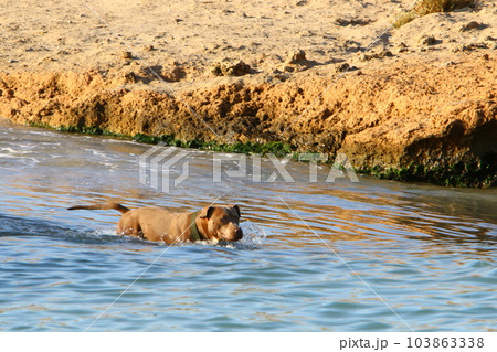 dog for a walk in the city park 103863338