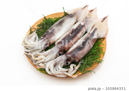 スルメイカ スルメイカ 103864351