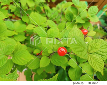 真っ赤な実　ゆすらうめ 103864666