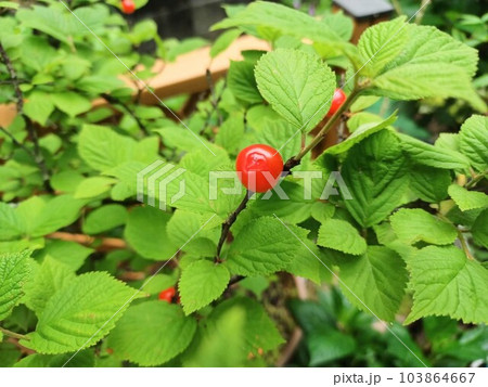 真っ赤な実　ゆすらうめ 103864667