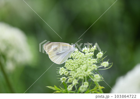 スジグロシロチョウとニンジンの花 103864722