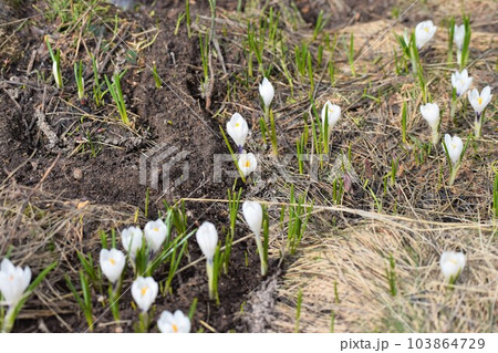 雪解けに現れるクロッカス 103864729