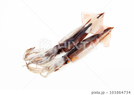 スルメイカ 103864734