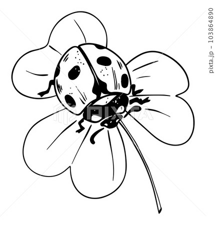 Sketch style ladybug crawling on trefoil leaf black lineart isolated on white background Sketch style ladybug crawling on trefoil leaf black lineart isolated on white background 103864890