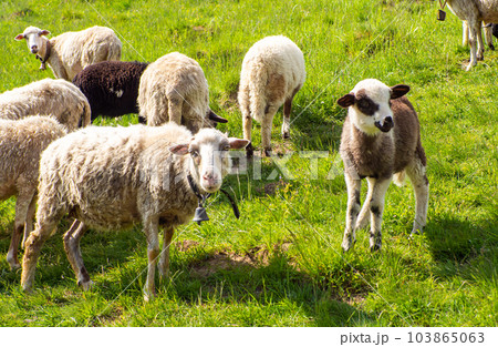 Portrait of sheep in mountains on a sunny day. 103865063
