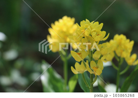 木陰に咲くキンラン 木陰に咲くキンラン 103865268