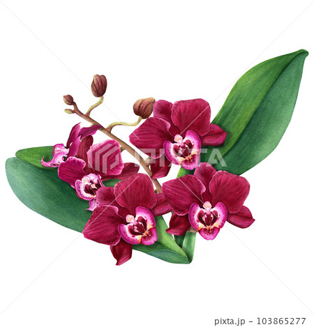 Orchid flower branch with blooms. Watercolor botanical illustration isolated on white for cards, invitation, Orchid flower branch with blooms. Watercolor botanical illustration isolated on white for cards, invitation, 103865277