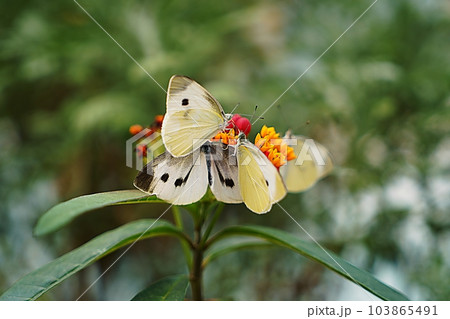 butterfly 103865491
