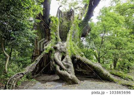 佐賀県で第3位の大きさを誇る巨木　塚崎の大楠（佐賀県武雄市） 103865696