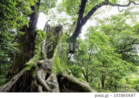 佐賀県で第3位の大きさを誇る巨木　塚崎の大楠（佐賀県武雄市） 103865697