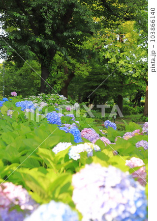 隅田公園 紫陽花(あじさい)ロード 隅田公園 紫陽花(あじさい)ロード 103866140