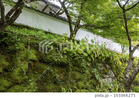 京都大原三千院の秋海棠 京都大原三千院の秋海棠 103866275